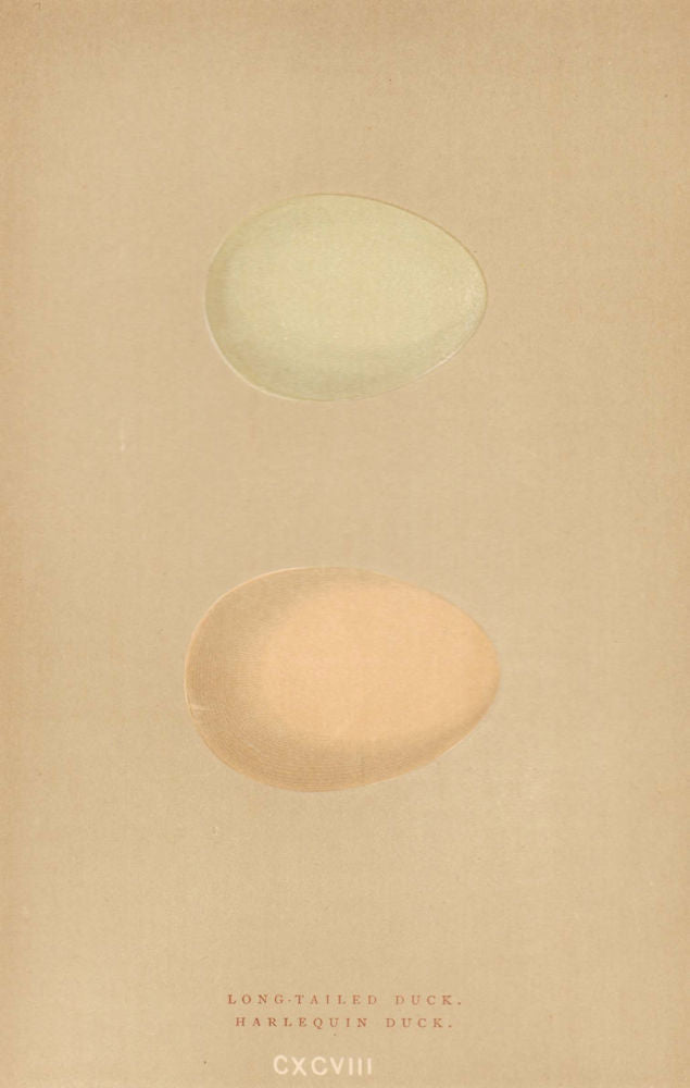 BRITISH BIRD EGGS. Long-Tailed Duck. Harlequin Duck. MORRIS 1896 old print